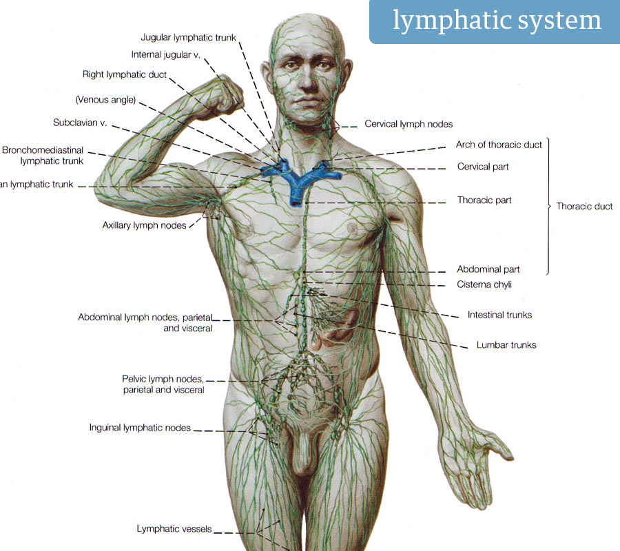 lymphatic system